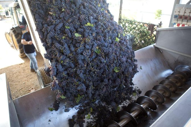 4 Wines Tasting with 2 Tuscan Cheeses & Tour at the winery - Pecorino makes the wine easier to understand