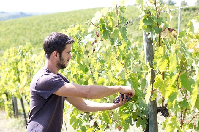 4 Wines Tasting with 2 Tuscan Cheeses & Tour at the winery - Is $44.55 a fair price?