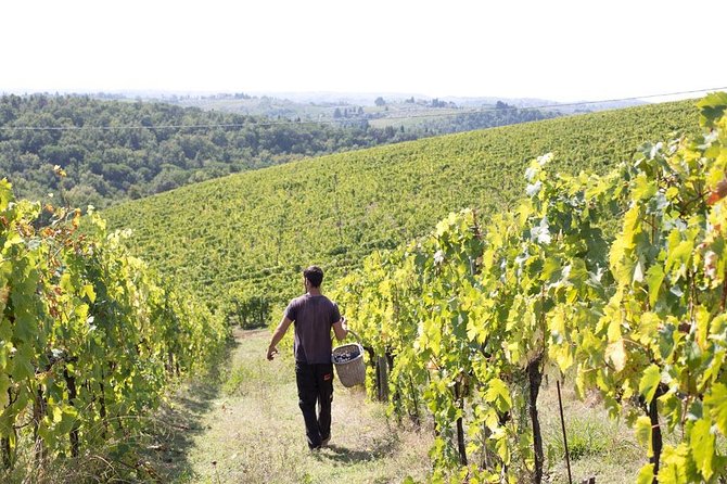 4 Wines Tasting with 2 Tuscan Cheeses & Tour at the winery - Practical tips for getting the most from the visit