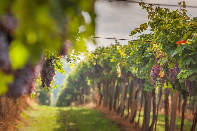 Best of Tuscany Private Tour: Siena, San Gimignano, Monteriggioni - Siena and Piazza del Campo in 75 minutes