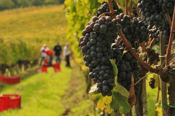 Brunello and Nobile, Wine Lover Tour Montalcino and Montepulciano - Leaving Florence for Brunello country
