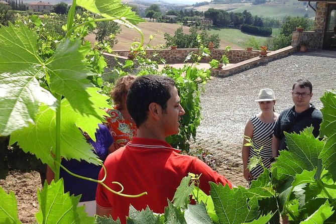 Brunello Vineyards Bus Tour - How the $216.74 price measures up