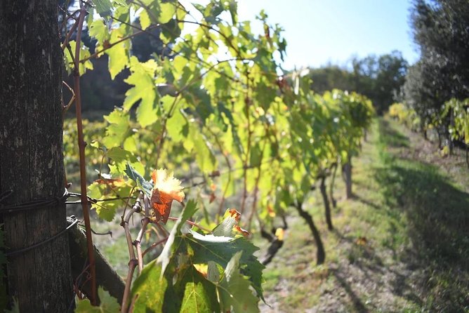 Brunello Vineyards Bus Tour - Timing, reservations, and the cancellation risk