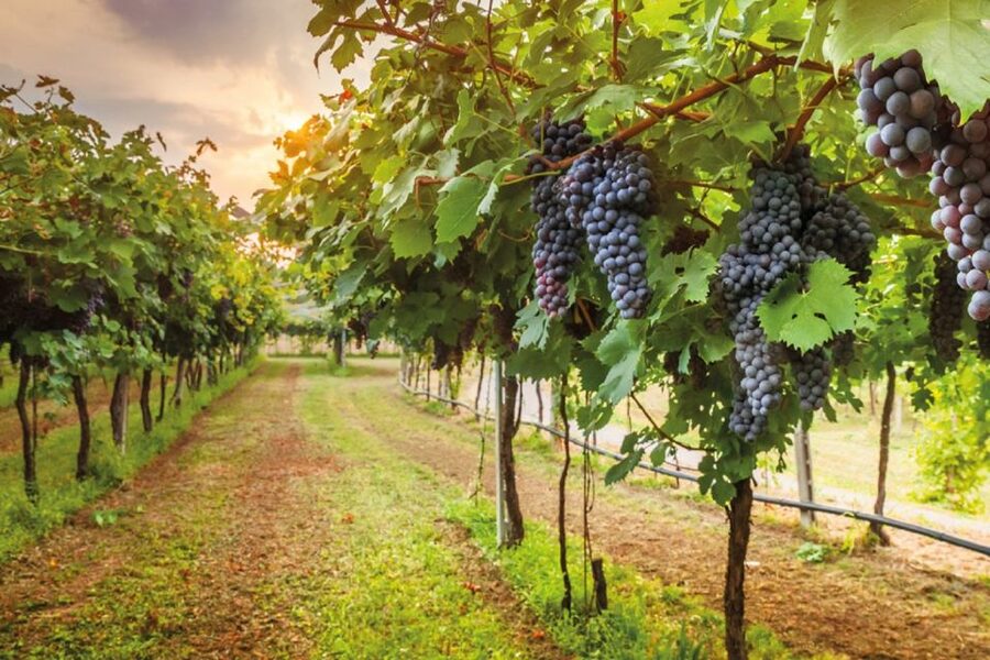 Chianti Countryside Full-Day Tour by Vintage Fiat 500 - Why a Fiat 500 changes the Chianti experience