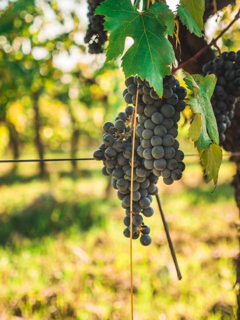 Chianti Organic wine tasting - Is $68 a fair price?