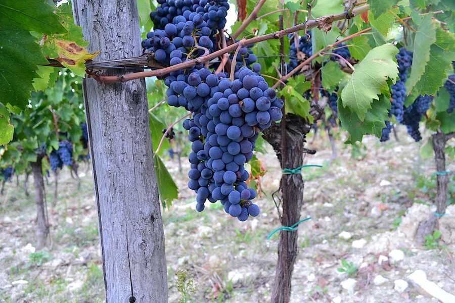 Chianti Rufina: Wine Tour in Castle & Historical Villa - A Tuscan lunch between the tastings