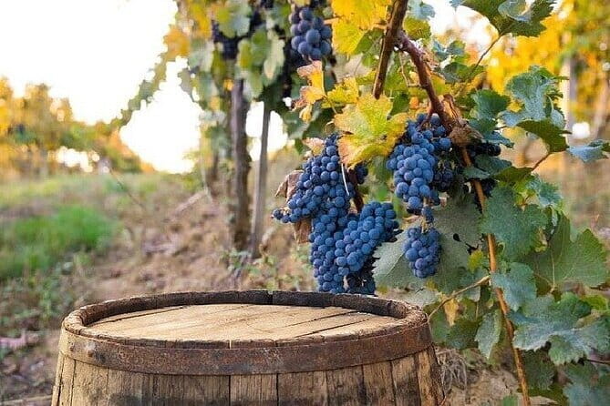 Chianti, San Gimignano and Siena Full Day Trip with Wine Tastings - What the $177.47 price really buys