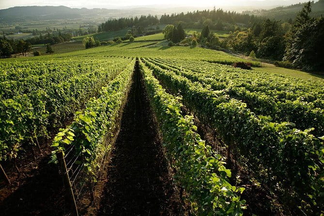 Chianti Vineyards Tours in Private Luxury Van from Florence - Greve in Chianti starts the day with food
