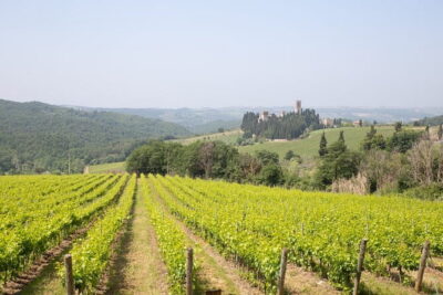 Chianti Wine Tastings Day Trip at Sunset from Florence
