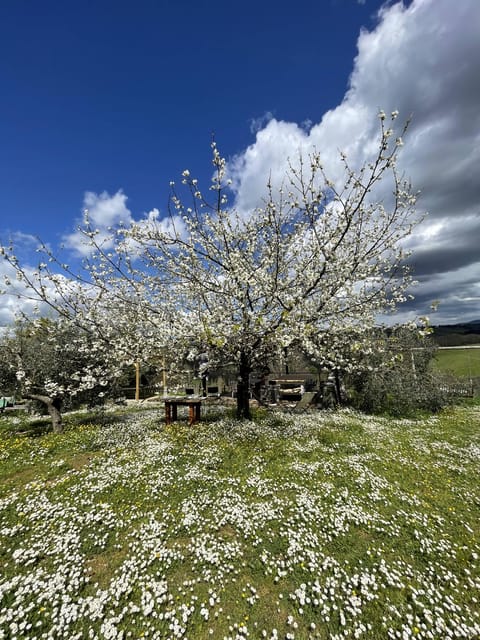Cooking class in our family farm in Chianti with lunch - Who will enjoy this cooking class most