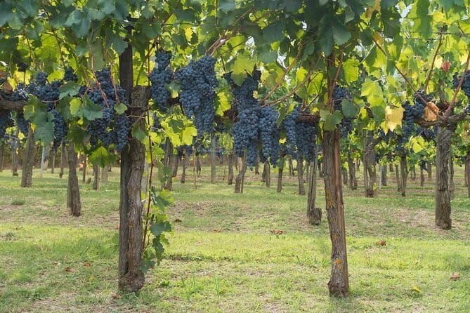 Discover Chianti: Half-Day Tour - What private touring changes