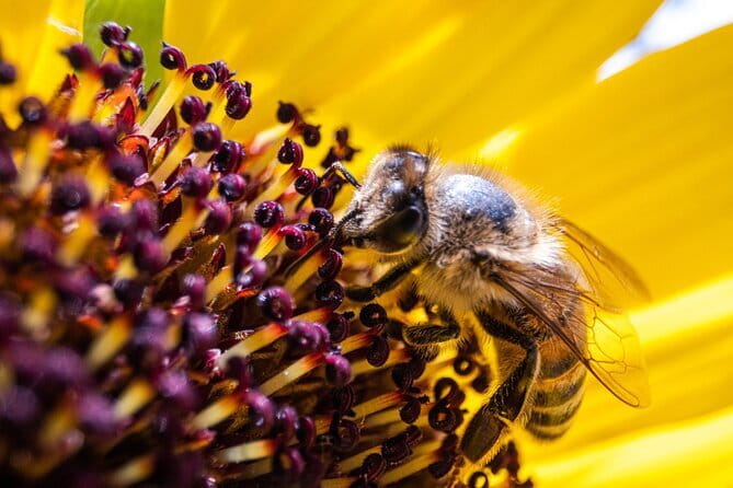 Discovering Bees in Volterra - Key points about Discovering Bees in Volterra