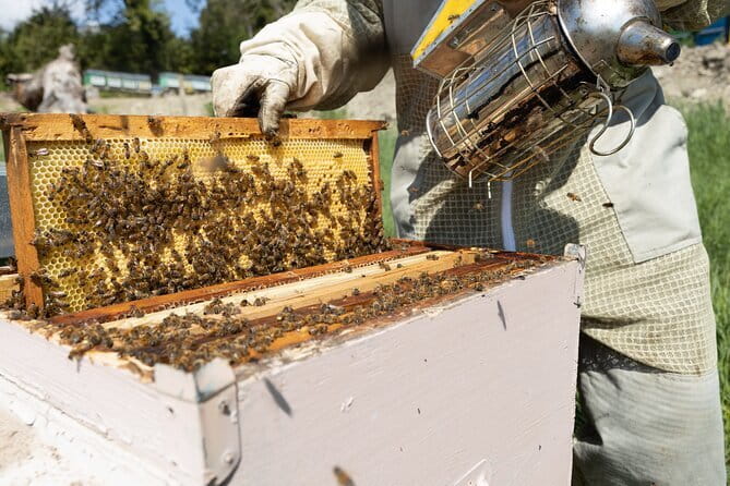 Discovering Bees in Volterra - Why a bee visit belongs on a Volterra itinerary