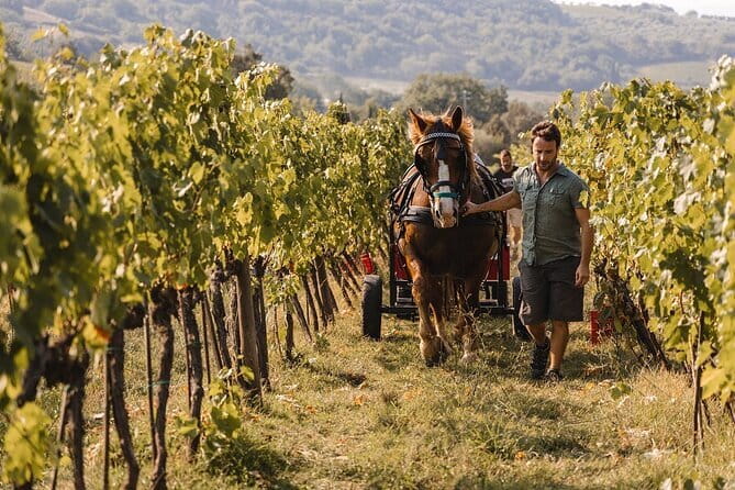 Exclusive Brunello di Montalcino tour from Florence - The first family winery near Montalcino