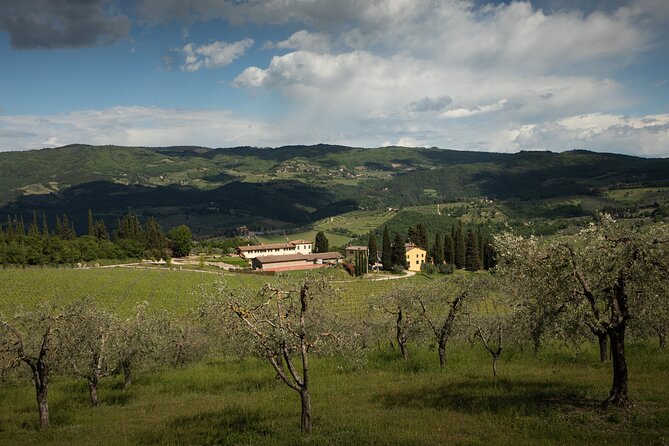 Exclusive lunch, Winery tour, Organic wines in Chianti Classico - Lunch on the veranda above the olive trees