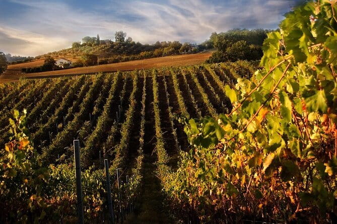 Exclusive Private Tuscany Wine Tour & Food Pairing Session - What the guides add to the day