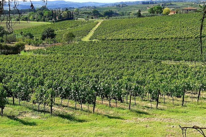 EXCLUSIVE Wine Tour in Chianti & San Gimignano (Lunch & Wine Tasting included) - Who should book this tour