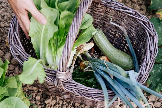 Farm To table Experience on an organic hilltop estate in Tuscany - Wine, olive oil, spirits, and limoncello