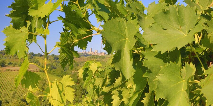 Florence: Chianti Villages, San Gimignano and Winery Tour - Booking details worth checking