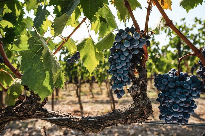 Florence: Chianti Vineyards Tour with Wine Tasting & Dinner - How large and social is the evening?