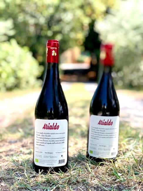 Florence: Countryside Tour with Wine Tasting & Pasta Class - Welcome drinks, olive trees, and farm animals