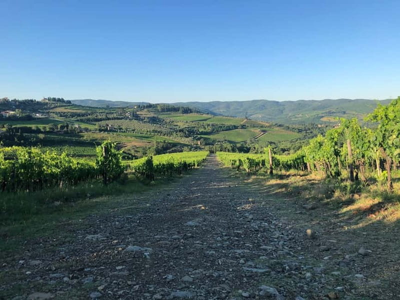 Florence: Hiking Tuscany & Chianti wine 3 wineries and lunch - Lunch at a three-generation farm winery