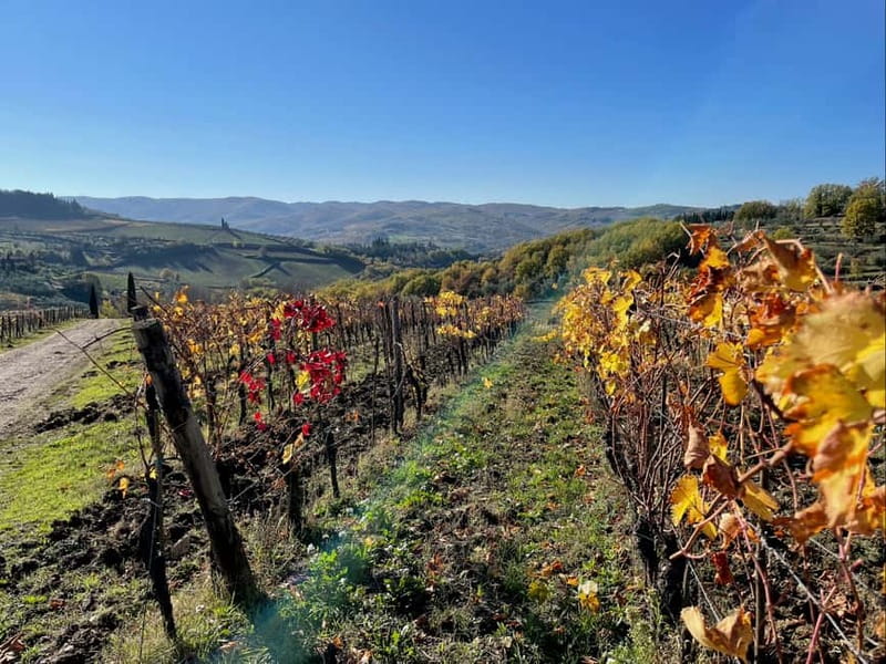 Florence: Hiking Tuscany & Chianti wine 3 wineries and lunch - Fitness, clothing, and practical limits