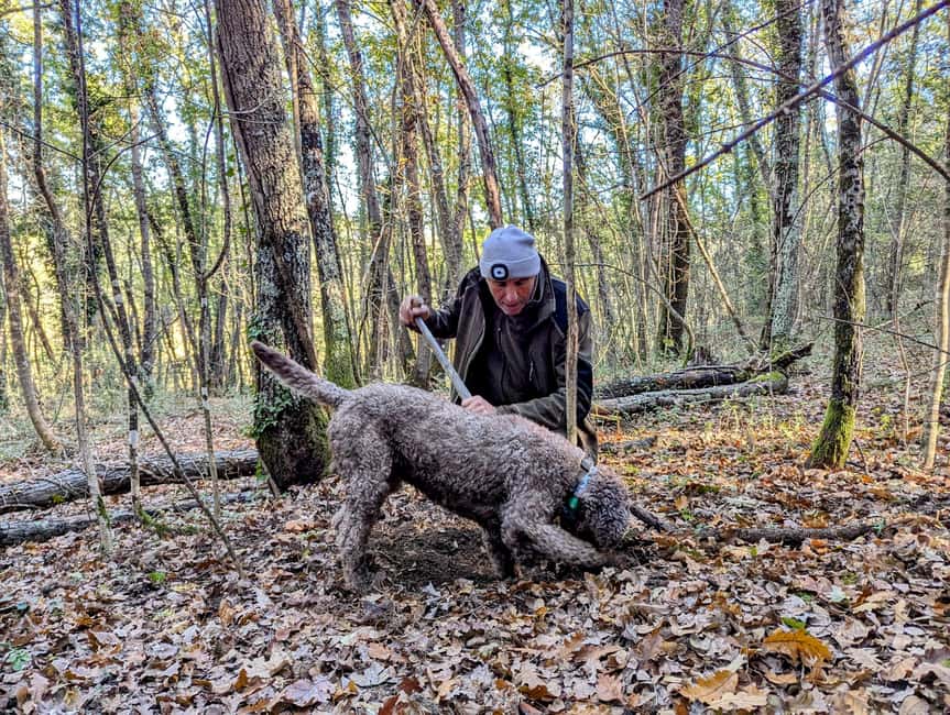 Florence: Truffle Hunt, San Gimignano, and Chianti Day Trip - Should you book the truffle hunt and San Gimignano day?