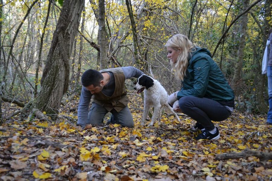 Florence: Truffle Hunting, Lunch, and Wine Tasting Tour - Chianti DOCG and Super Tuscan IGT in the Glass