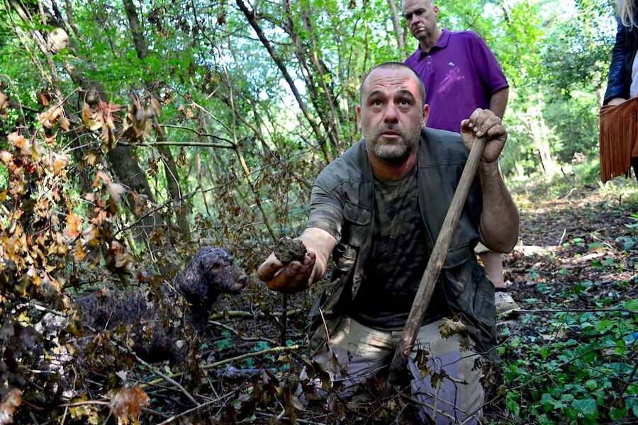 Florence: Truffle Hunting, Lunch, and Wine Tasting Tour - Who Will Enjoy This Most?