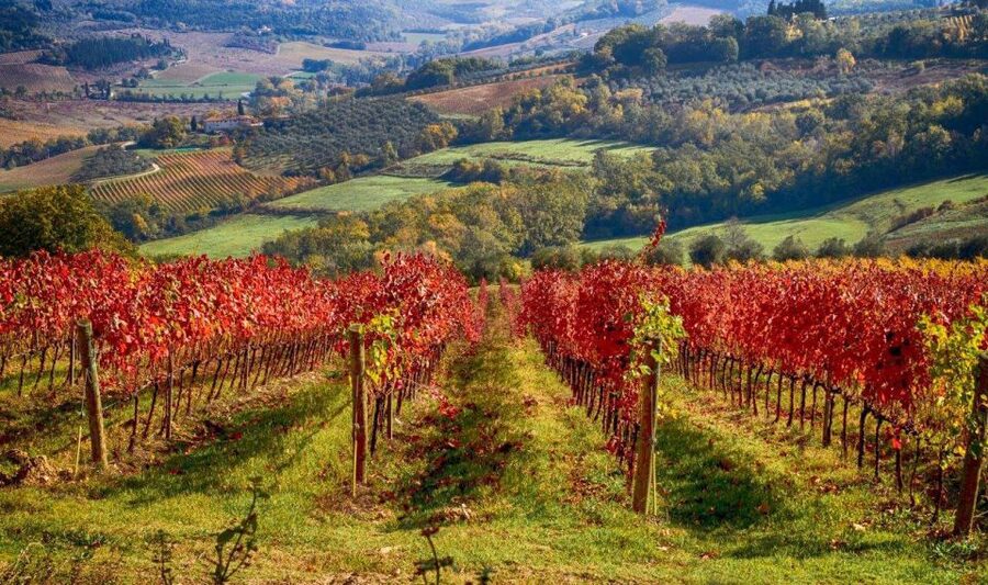 Florence: Tuscany Chianti Winery Private Day-Trip with Lunch - The family-run estate and medieval cellars