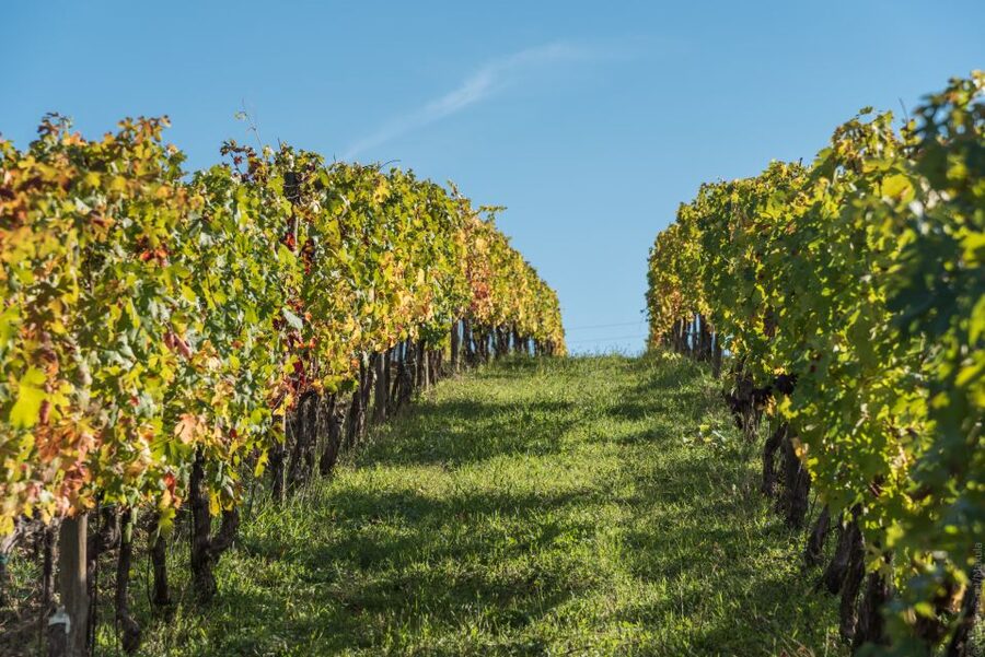 Florence: Tuscany Chianti Winery Private Day-Trip with Lunch - Practical details that matter