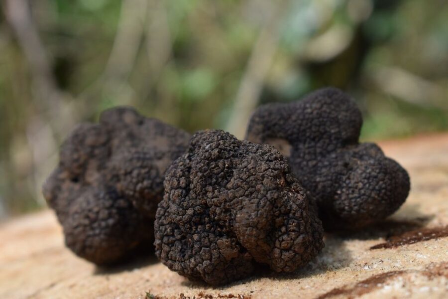 Florence: Tuscany Truffle Hunt Culinary Adventure Tour - Booking details worth handling early