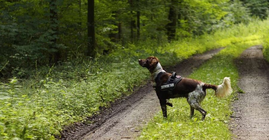 Florence: Tuscany Truffle Hunt Culinary Adventure Tour - Meeting John Marco and the truffle dogs