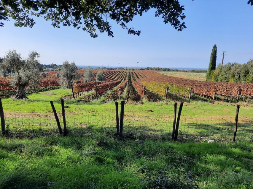 Florence Wine Tour with Traditional Lunch, Private Winery - Small-group size and guide quality