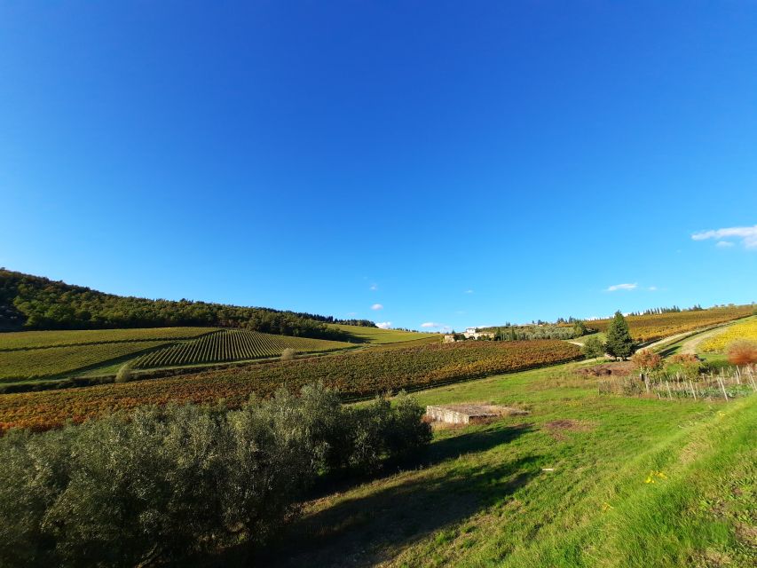Florence Wine Tour with Traditional Lunch, Private Winery - What the wine tasting adds to lunch