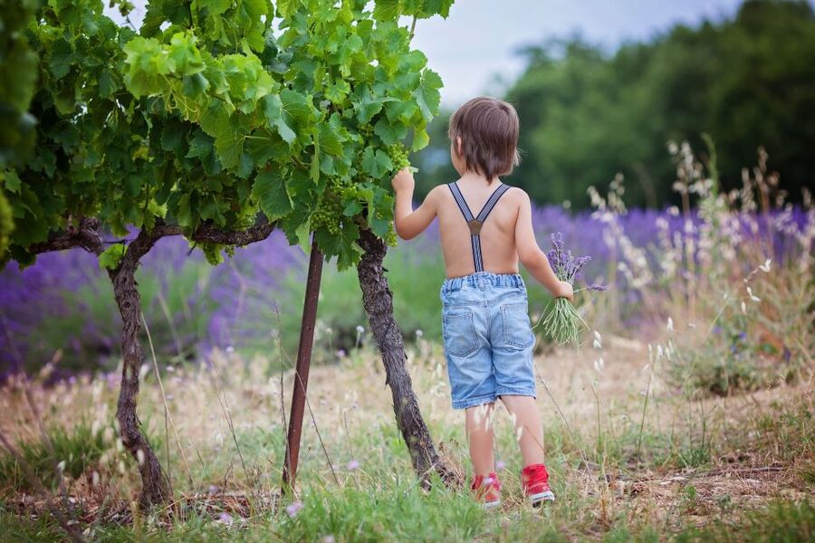 Florence: Wineries, Tastings, Lunch & San Gimignano Day Trip - The guides can shape the entire day