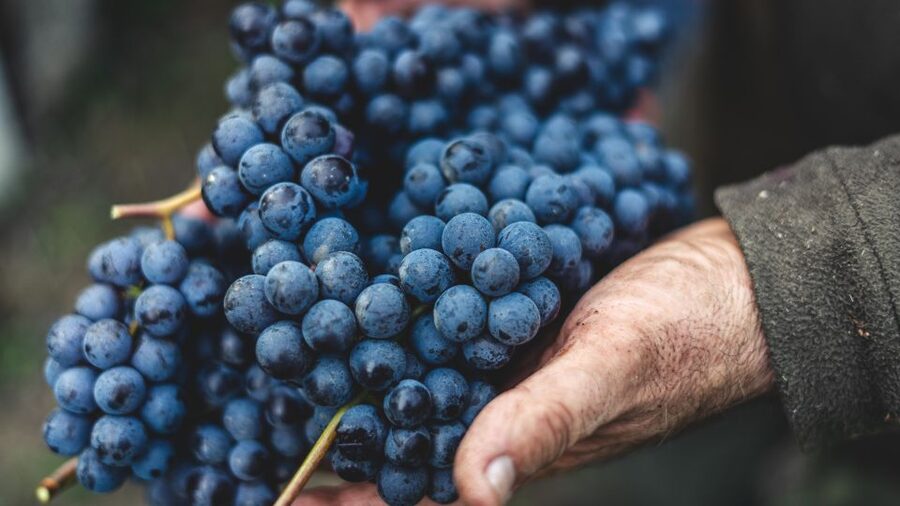 From Florence: Chianti Hills Half-Day Tour with Wine Tasting - Who should book this half-day outing