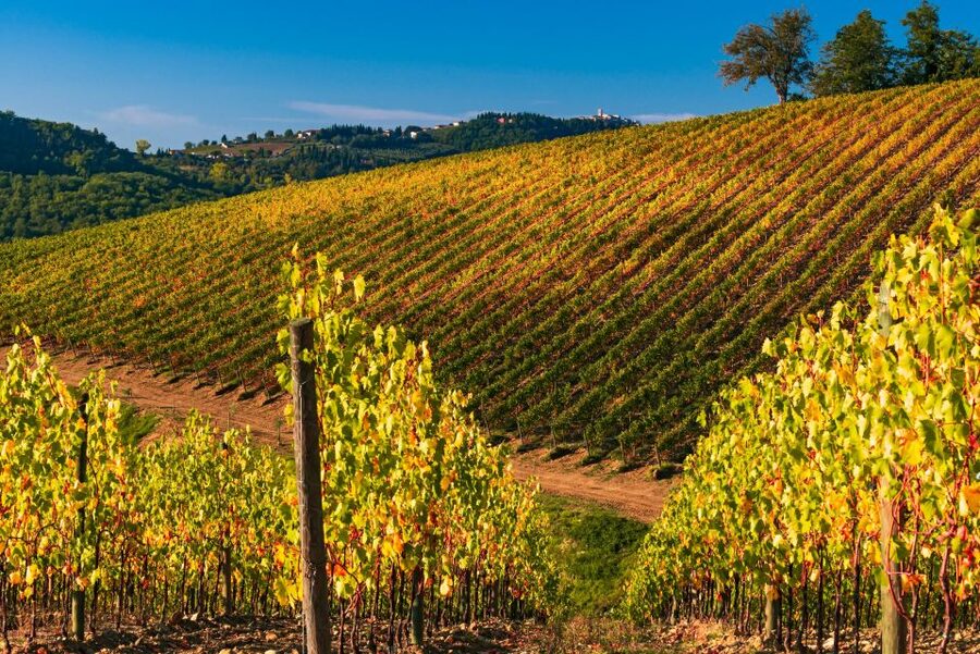 From Florence: Chianti Hills Half-Day Tour with Wine Tasting - Walking through the vineyard rows
