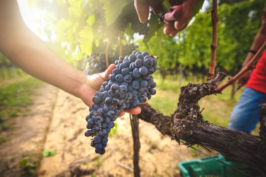 From Florence: Chianti, Montalcino & Montepulciano - Minivan - Lunch and wine at a historic Montalcino farm