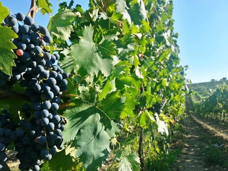 From Florence: Chianti Self-Guided Vespa Tour with Lunch - The final panoramic route back to Florence
