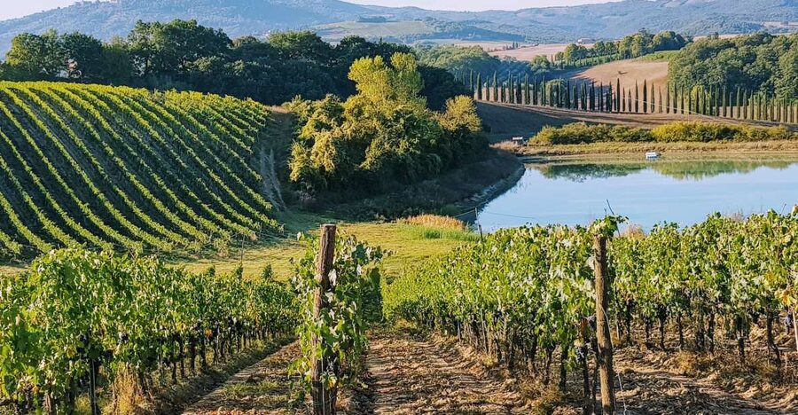 From Florence: Chianti Wine Tastings at Sunset Day Trip - Greve in Chianti and the first taste of Tuscany