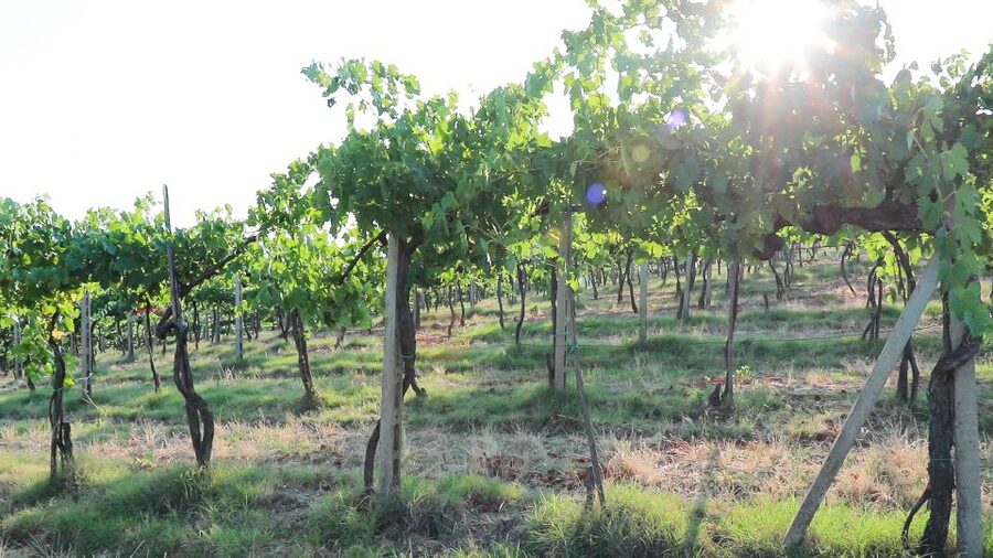 From Florence: Chianti Wine Tour with Tastings - Should you book it?