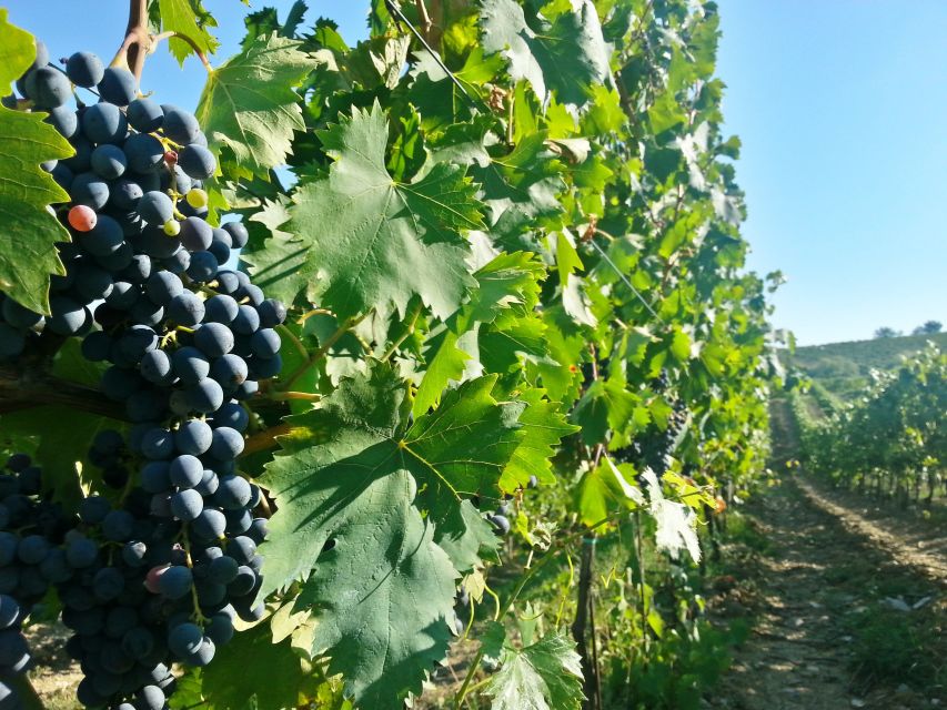 From Florence: Chianti Wine Tour with Tastings - Who should book this Chianti wine tour?