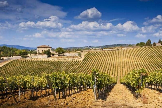 From Florence: Classic Chianti Villages and Wine Roads by Minivan - What the wine service is really like