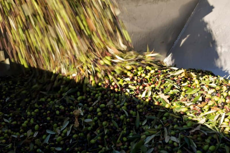 From Florence: Olive Oil Mill Tour and Tasting in Fiesole - Tasting organic and monocultivar oils