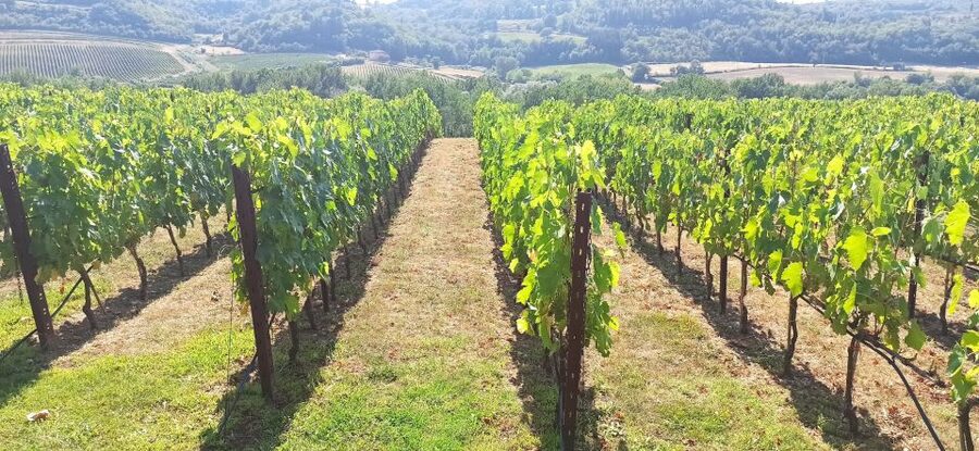 From Florence: Pisa/Chianti Half Day Tour with Wine Tasting - Meeting near Via Curtatone at 8:00