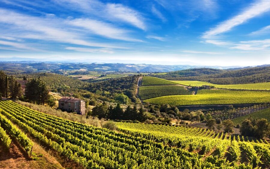 From Florence: Private Half-Day Chianti Tour & Wine Tasting - Walking through the estate vineyards and olive groves