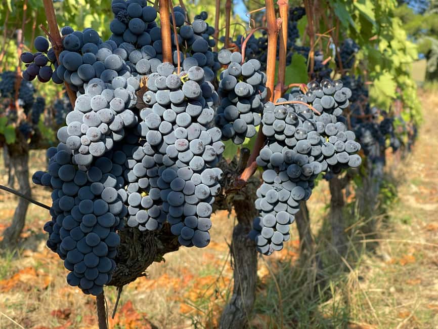 From Florence: Private Half-Day Chianti Tour & Wine Tasting - How the private format affects the price