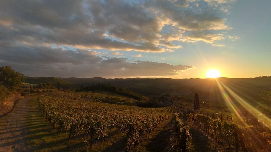 From Florence: Private Wine Tasting Tour in Chianti - The first winery, where wine and olive oil share the table